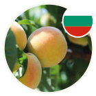 Bulgarian exports of preserved peaches and nectarines to Canada
